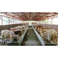 Long Span Prefab Galvanized Steel Cowshed With Sandwich Panels